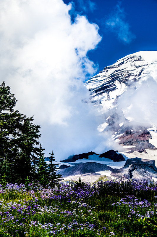 Mount Rainier rising above a summer wildflower meadow with dramatic clouds and glaciers
